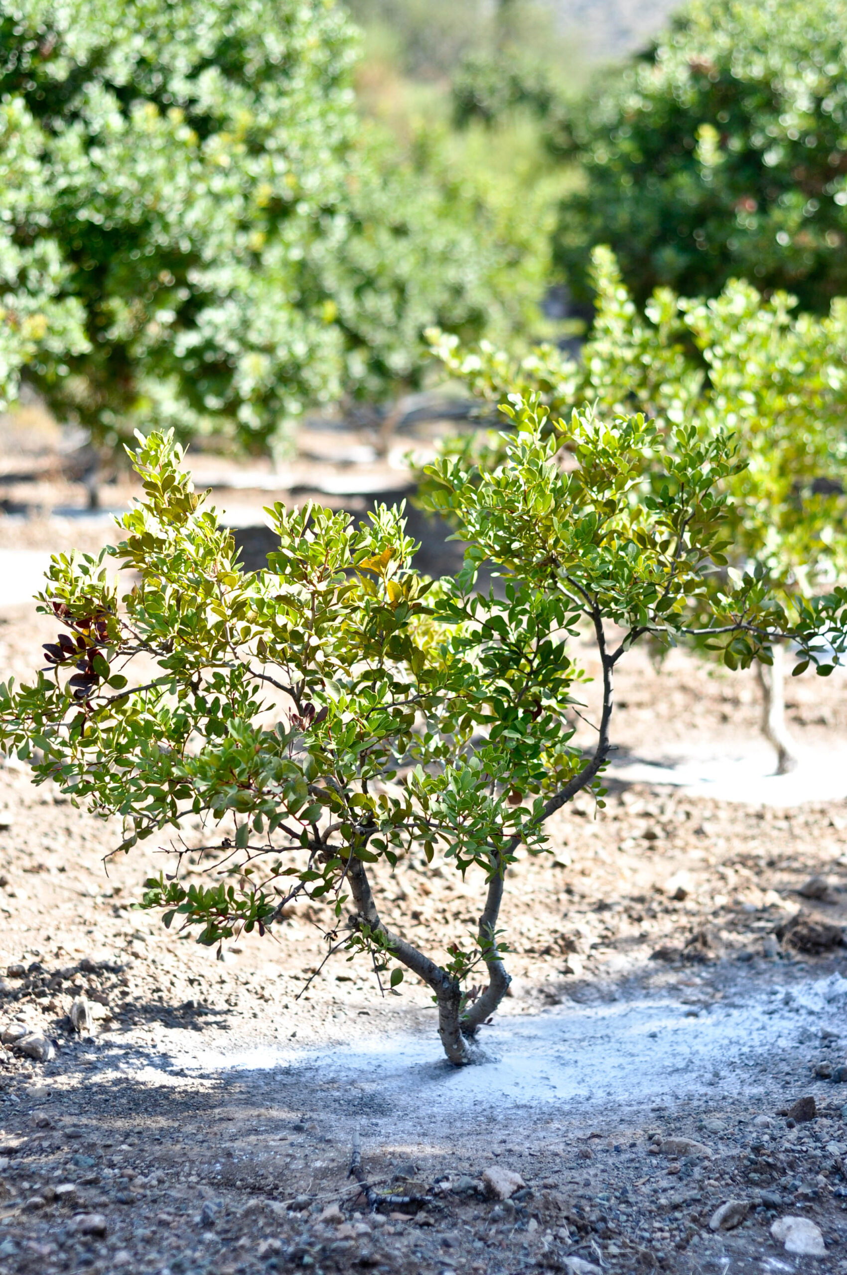 Young mastic trees on the Greek island of Chios